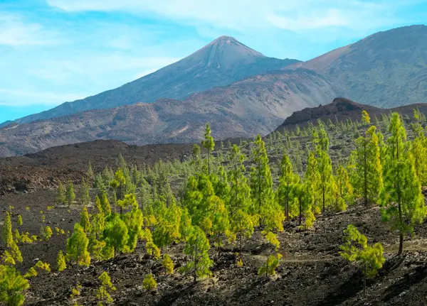 Canary Island Pines Pinus Canariensis Volcano Teide Teide National Park Лицензионные Стоковые Изображения