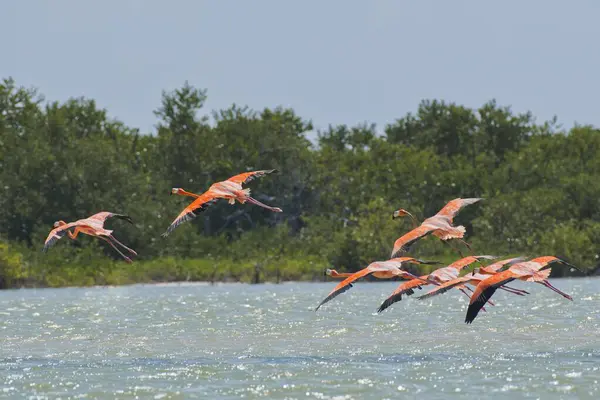 Американские Фламинго Phoenicopterus Ruber Летающие Над Водой Заповедник Бибере Риа Стоковое Изображение