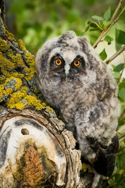 Long Eared Owl Asio Otus Tree Trunk Juvenile Burgenland Austria Stockbild