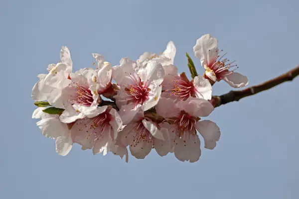 Almond Blossom Flowering Almond Trees Prunus Dulcis Southern Wine Route lizenzfreie Stockbilder