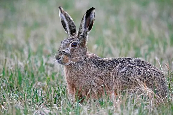 ヨーロッパのウサギ Lepus Europaeus バルゲンランド オーストリア ヨーロッパの牧草地に座っています ストックフォト