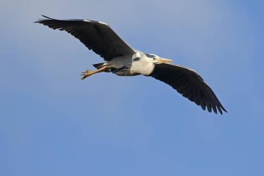 Grey heron or (Ardea cinerea) in flight, Schleswig-Holstein, Germany, Europe clipart