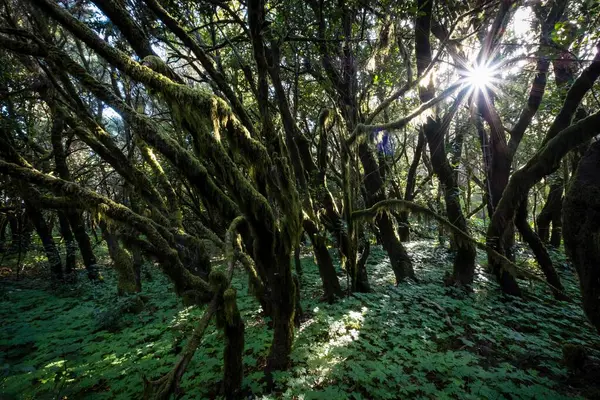 Nebelwald Lorbeerwald Nationalpark Garajonay Unesco Weltkulturerbe Gomera Kanarische Inseln Spanien Stockbild