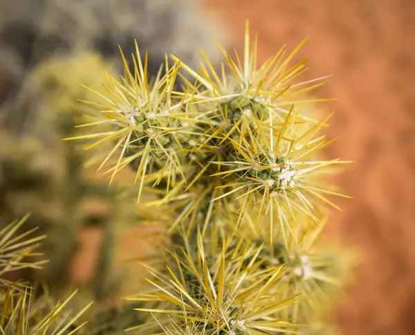 Cholla Cactus Cylindropuntia Bigelovii Detail Rainbow Vista Mojave Desert Valley lizenzfreie Stockbilder