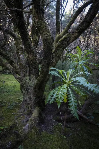 Мбаппе Лавровый Лес Национальный Парк Гарахонай Объект Всемирного Наследия Unesco Стоковое Фото