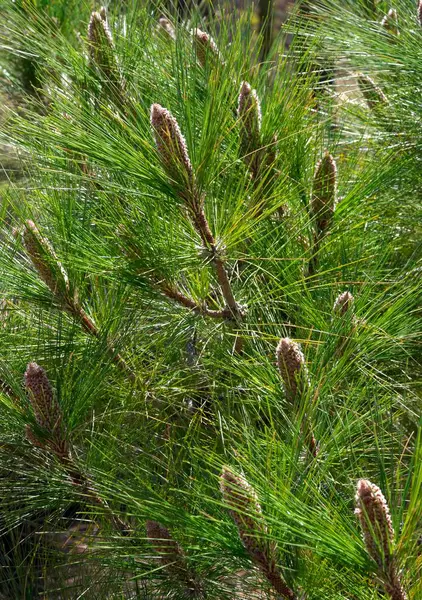 Kanarische Kiefer Pinus Canariensis Nahaufnahme Teide Nationalpark Teneriffa Kanarische Inseln Stockfoto