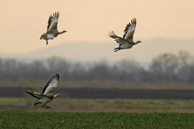 Great bustards (Otis tarda) flying above a field, Andau, Burgenland, Austria, Europe clipart