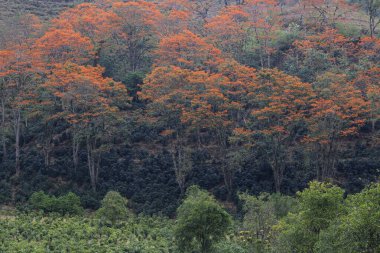 Orange flowering coral trees (Erythrina poeppigiana), Orosi Valley, Cartago Province, Costa Rica, Central America clipart