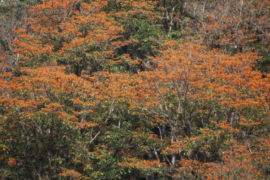 Orange flowering coral trees (Erythrina poeppigiana), Orosi Valley, Cartago Province, Costa Rica, Central America clipart