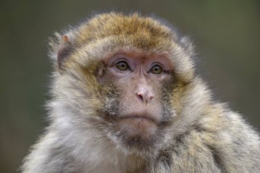 Barbary macaque (Macaca sylvanus), animal portrait, captive, France, Europe clipart