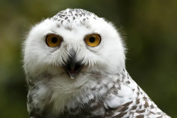 Snowy Owl Nyctea Scandiaca Portrait Captive — Stock Photo, Image
