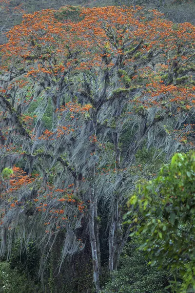 stock image Orange flowering coral tree (Erythrina poeppigiana) overgrown with Old Mans Beard (Usnea), Orosi Valley, Cartago Province, Costa Rica, Central America