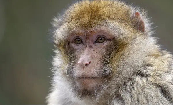 stock image Barbary macaque (Macaca sylvanus), animal portrait, captive, France, Europe