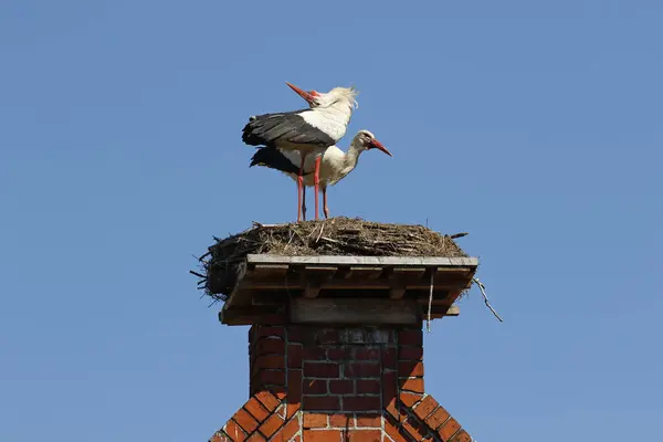 White Storks Ciconia Ciconia Breeding Pair Nest Roof Gable Stork — Stock Photo, Image