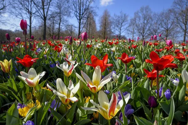 Bunga Kemegahan Dengan Warna Warni Tulip Tulipa Dan Crocus Crocus Stok Gambar