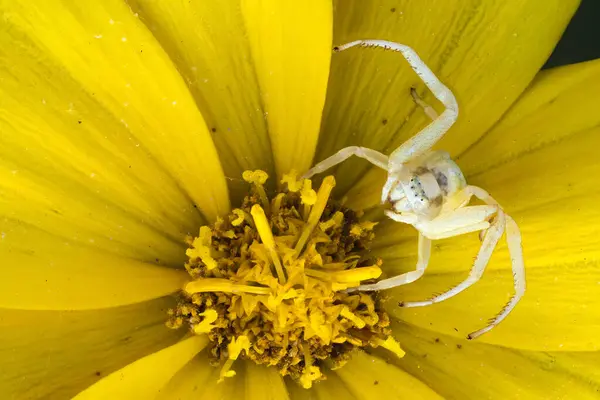 Goldenrod Crab Spider Misumena Vatia Hunting Position Tickseed Coreopsis Hesse Stock Picture