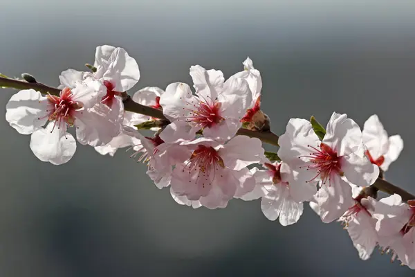 Almond Blossom Prunus Dulcis Southern Wine Route Rhineland Palatinate Germany Royalty Free Stock Fotografie