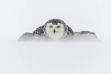Snowy owl (Bubo scandiacus), sits in the snow and defends its prey, captive, Sumava National Park, Bohemian Forest, Czech Republic, Europe clipart