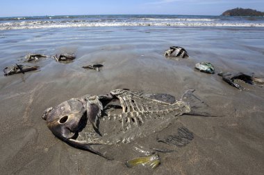 Dead fish lying washed up on the sandy beach, Playa Samara, Samara, Nicoya Peninsula, Guanacaste Province, Costa Rica, Central America clipart