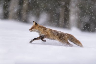 Red fox (Vulpes vulpes), jumping in a snowy landscape with snowfall, Sumava National Park, Bohemian Forest, Czech Republic, Europe clipart