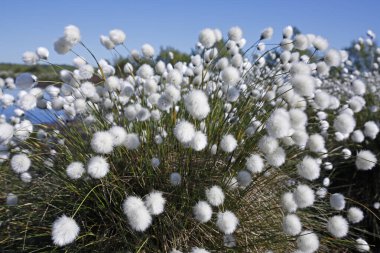 Flowering hares-tail cottongrass (Eriophorum vaginatum), infructescences, Bult on peat soil in moor, Himmelmoor, Schleswig-Holstein, Germany, Europe clipart