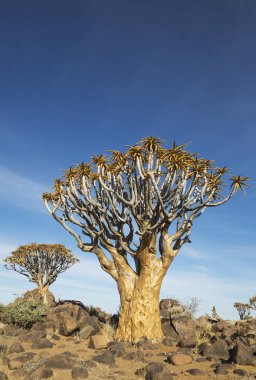 Quiver tree (Aloe dichotoma) near Keetmanshoop, Namibia, Africa clipart