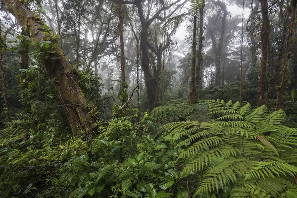 stock image Dense vegetation in cloud forest, Reserva Bosque Nuboso Santa Elena, Guanacaste Province, Costa Rica, Central America