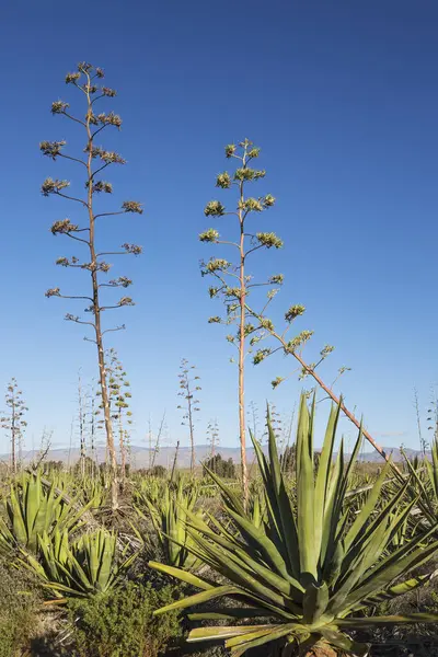 stock image Century plants (Agave americana), Nature Reserve Cabo de Gata-Nijar, Almeria province, Andalusia, Spain, Europe