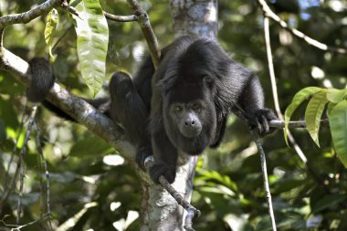 Black Howler Monkey (Alouatta pigra) in tree, captive, Belize district, Belize, Central America clipart