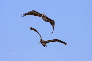 Two Brown Pelicans (Pelecanus occidentalis) in flight, Playa Samara, Samara, Nicoya Peninsula, Guanacaste Province, Costa Rica, Central America clipart