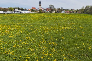 Spring meadow with ordinary Dandelion (Taraxacum sect. Ruderalia) near Tuntenhausen, Upper Bavaria, Bavaria, Germany, Europe clipart