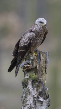 Black kite (Milvus migrans), young bird sitting on a tree trunk covered with moss and mushrooms, Lechauen, Augsburg, Bavaria, Germany, Europe clipart