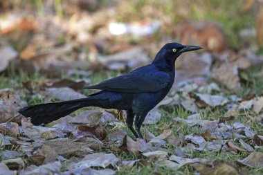 Great-tailed grackle (Quiscalus mexicanus), male, standing in the grass between foliage, Manuel Antonio National Park, Puntarenas Province, Costa Rica, Central America clipart