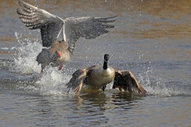 Greylag goose (Anser anser) fights with Canada goose (Branta canadensis), Germany, Europe clipart