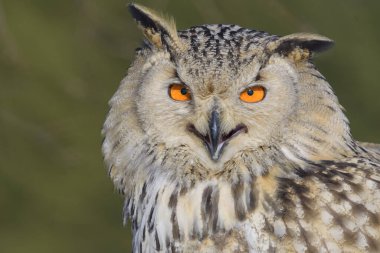 Siberian Eagle Owl (Bubo bubo sibiricus), adult female calling, animal portrait, captive, Bohemia, Czech Republic, Europe clipart