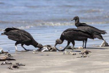 Black Vultures (Coragyps atratus) eat washed up dead fish on the beach, Samara, Nicoya Peninsula, Guanacaste Province, Costa Rica, Central America clipart