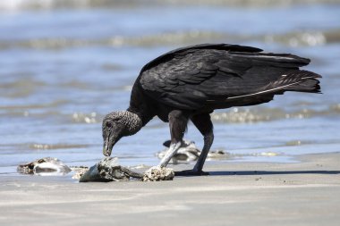 Black Vulture (Coragyps atratus) eats washed up dead fish on the beach, Samara, Nicoya Peninsula, Guanacaste Province, Costa Rica, Central America clipart