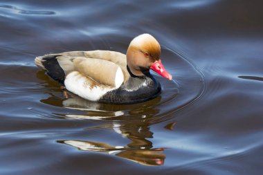 Red-crested pochard (Netta rufina) in breeding plumage, swims in the water, Chiemsee, Upper Bavaria, Bavaria, Germany, Europe clipart