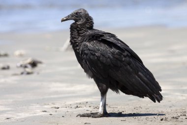 Black Vulture (Coragyps atratus) on the beach, Samara, peninsula Nicoya, province Guanacaste, Costa Rica, Central America clipart