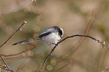 Long-tailed tit (Aegithalos caudatus) sitting on branch, Germany, Europe clipart