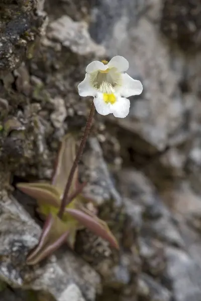 stock image Alpine butterwort (Pinguicula alpina) on rocky ground, Tyrol, Austria, Europe