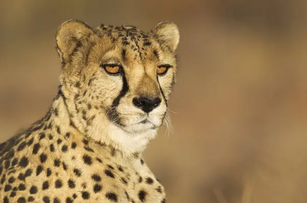 stock image Cheetah (Acinonyx jubatus), male, animal portrait, captive, Namibia, Africa