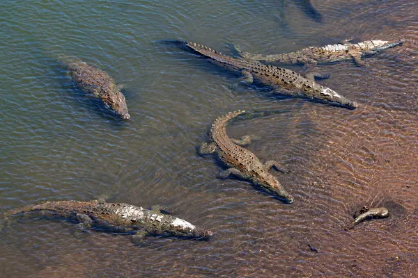 stock image American crocodiles (Crocodylus acutus) rest in the water, Rio Tarcoles, Carara National Park, Puntarenas Province, Costa Rica, Central America