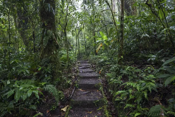 stock image Encantado Trail, hiking trail through dense vegetation in cloud forest, Reserva Bosque Nuboso Santa Elena, Guanacaste Province, Costa Rica, Central America