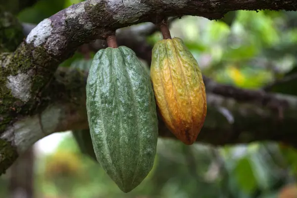 Stock image Cocoa tree (Theobroma cacao) with cocoa fruits, cocoa, La Fortuna, province Alajuela, Costa Rica, Central America