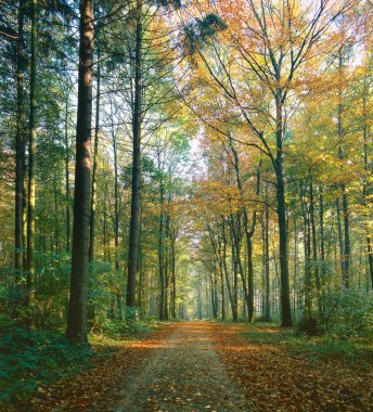 Path through deciduous forest in autumn, Baden-Wurttemberg, Germany, Europe clipart