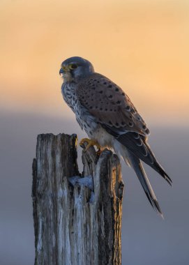 Common Common Kestrel (Falco tinnunculus), male on pile at sunset, biosphere area Swabian Alb, Baden-Wrttemberg, Germany, Europe  clipart