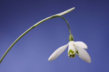 Single Snowdrop (Galanthus nivalis) clipart