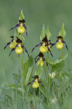 Yellow ladys slipper orchid (Cypripedium calceolus), several flowers in a meadow, biosphere area Swabian Alb, Baden-Wrttemberg, Germany, Europe  clipart