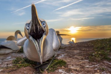 Northern gannet (Morus bassanus) with open beak, Lummenfelsen, Heligoland, Schleswig-Holstein, Germany, Europe clipart